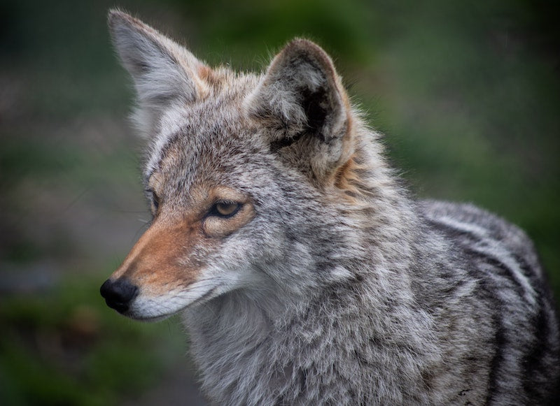 HOW TO PROTECT YOUR PETS DURING COYOTE MATING SEASON 🐺